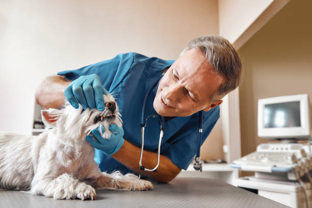 Best 24-Hour Emergency Dental Care in St Pauls, NC